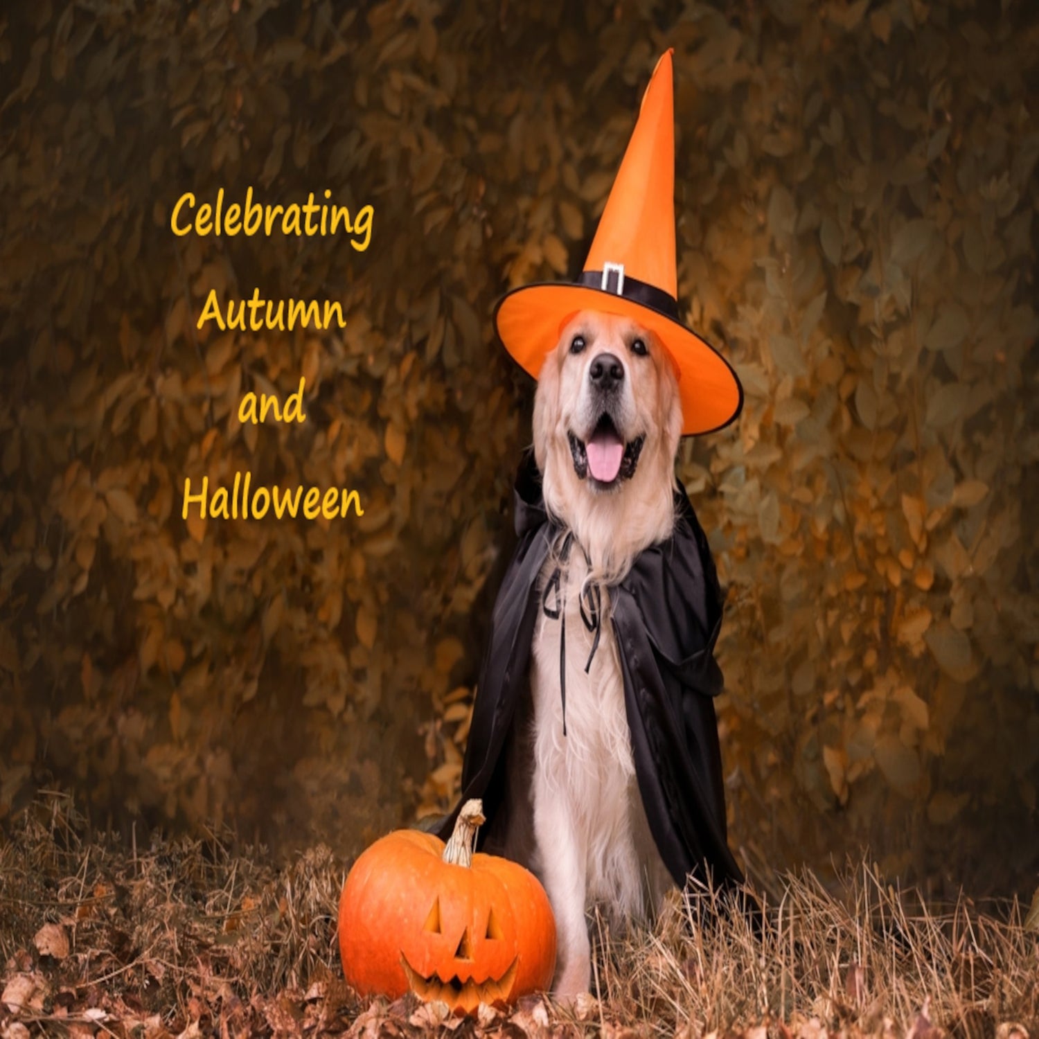 Autumn, Thanksgiving and Halloween